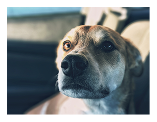 CBD Oil for Dogs with Anxiety - All The Best Pet Care