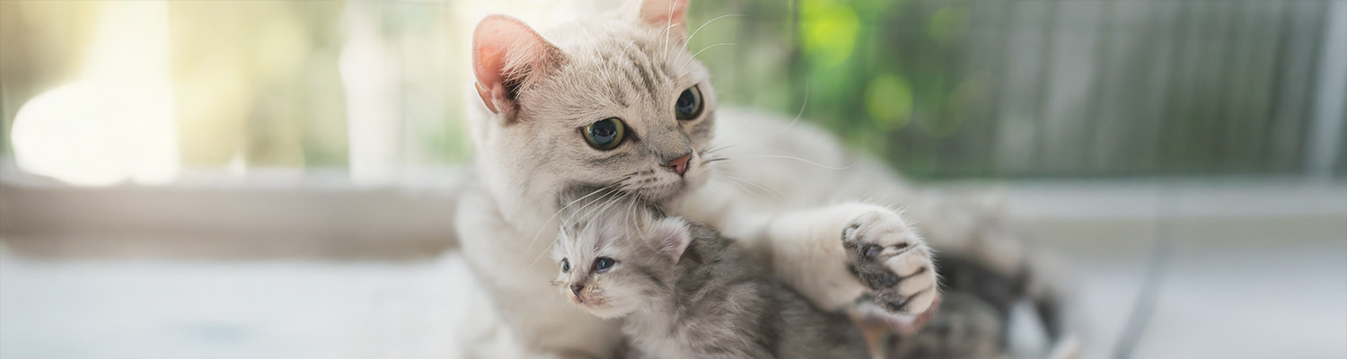 Mother cat and kitten